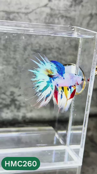 Multicolor Halfmoon Male Betta Fish | Order Directly From Farm | You Pick Fish