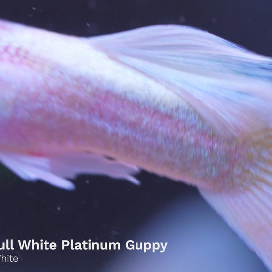 Full White Platinum Guppy Fish | Tropicflow