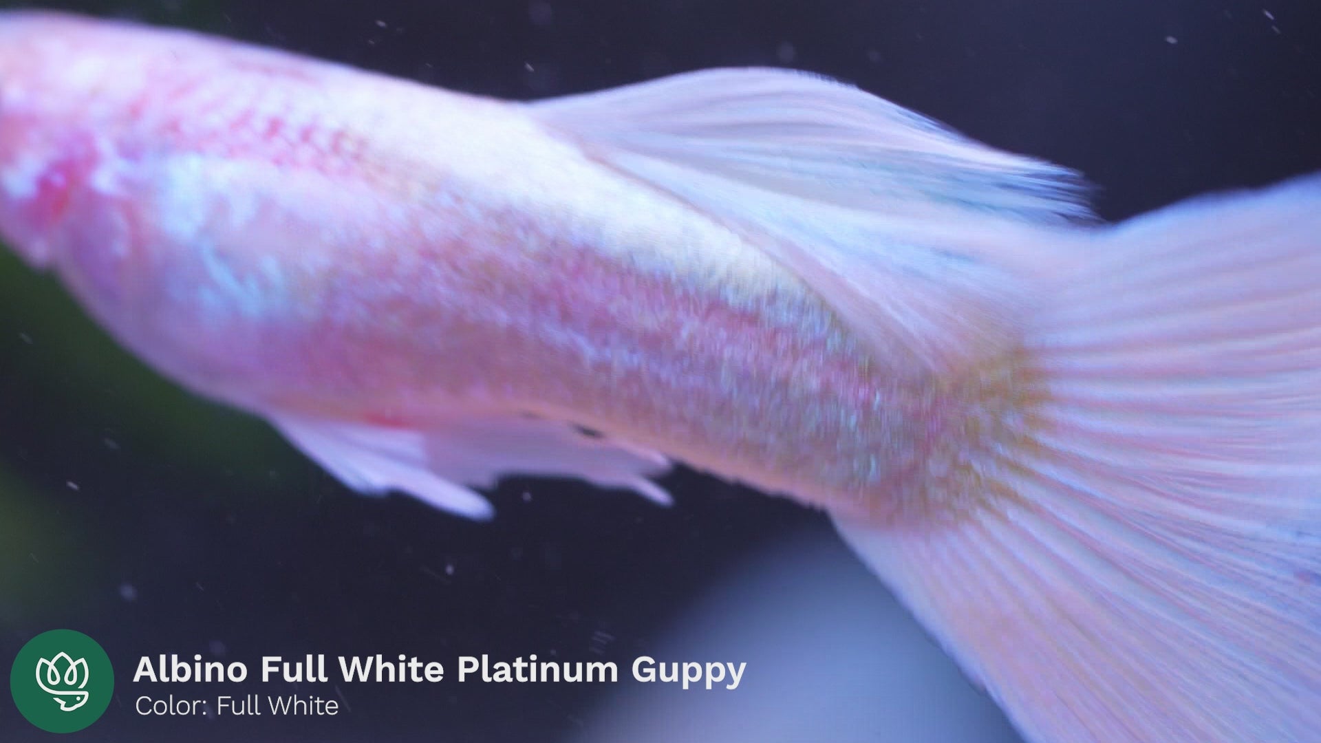 Full White Platinum Guppy Fish | Tropicflow