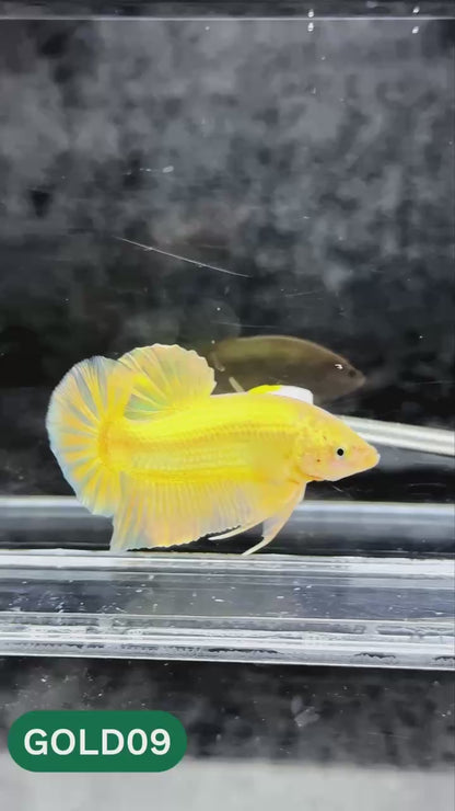 Super Gold Plakat Male Betta Fish | You Pick Fish | Show Grade