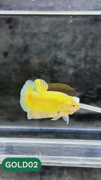 Super Gold Plakat Male Betta Fish | You Pick Fish | Show Grade