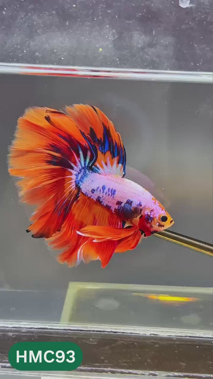 Multicolor Halfmoon Male Betta Fish | High Grade | Order Directly From Farm |  You Pick Fish |