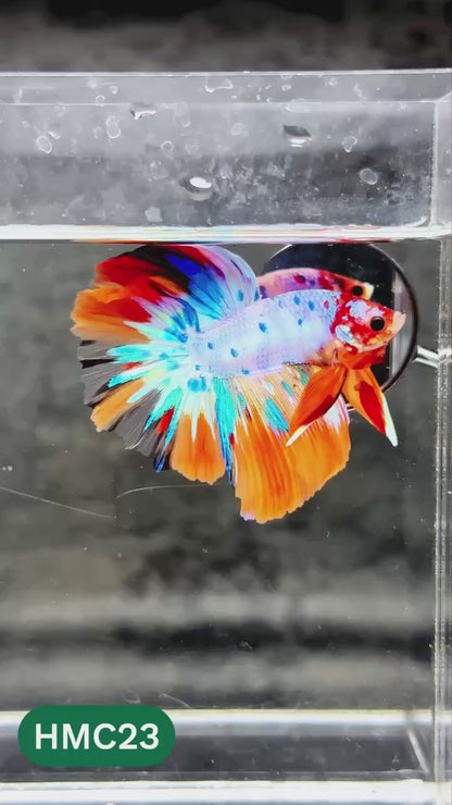 Multicolor Halfmoon Male Betta Fish | High Grade | Order Directly From Farm |  You Pick Fish |