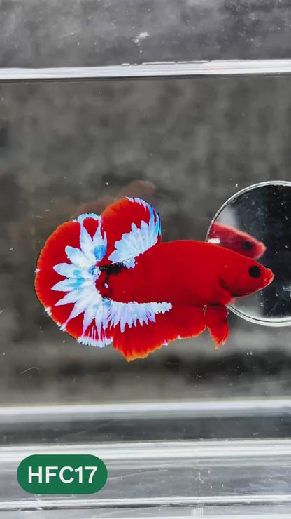 Hellboy Plakat Male Betta Fish | Order Directly From Farm | You Pick Fish