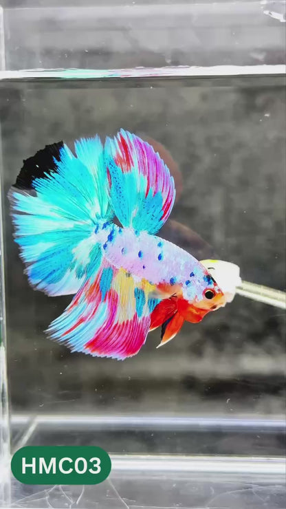 Multicolor Halfmoon Male Betta Fish | High Grade | Order Directly From Farm |  You Pick Fish |