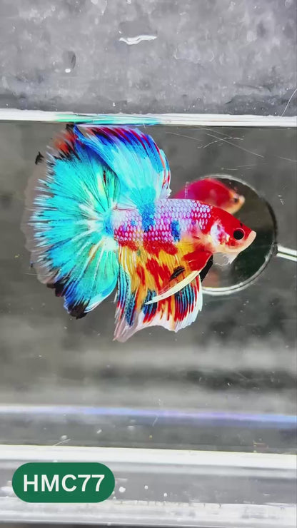Multicolor Halfmoon Male Betta Fish | High Grade | Order Directly From Farm |  You Pick Fish |