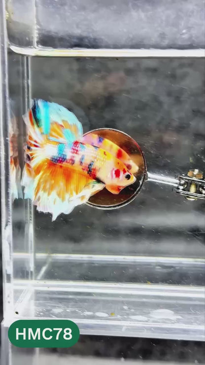 Multicolor Halfmoon Male Betta Fish | High Grade | Order Directly From Farm |  You Pick Fish |