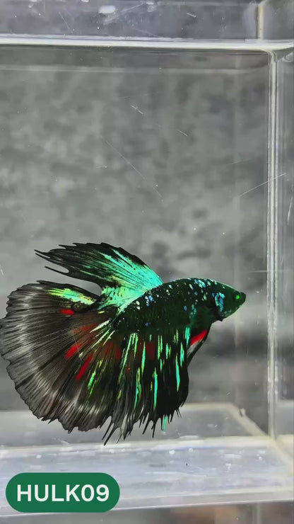 Black Hulk Halfmoon Male Betta Fish | You Pick Fish