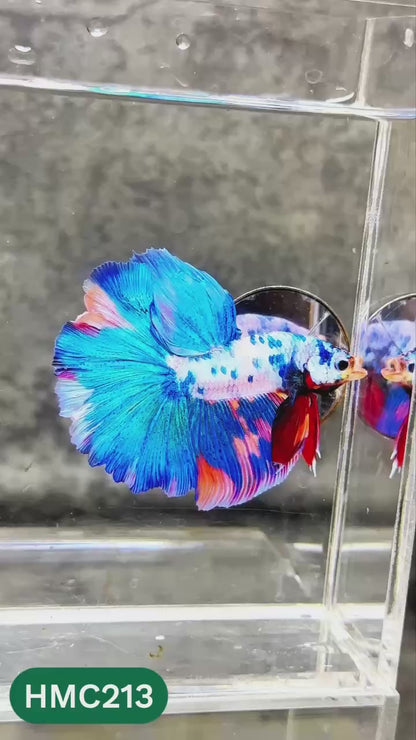 Multicolor Halfmoon Male Betta Fish | Order Directly From Farm | You Pick Fish