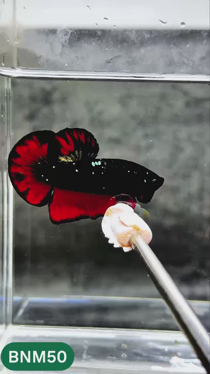 Dark Flame Hellfire Plakat Male Betta Fish | You Pick Fish | Rare Betta