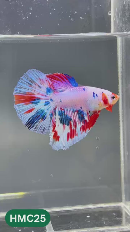 Multicolor Halfmoon Male Betta Fish | High Grade | Order Directly From Farm |  You Pick Fish |