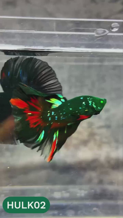Black Hulk Halfmoon Male Betta Fish | You Pick Fish