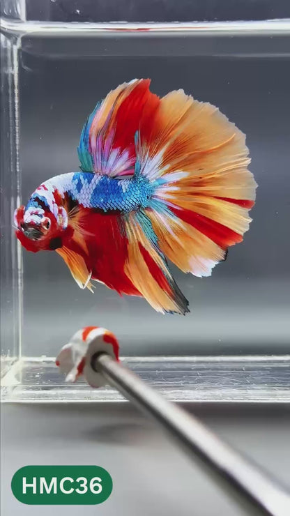 Multicolor Halfmoon Male Betta Fish | High Grade | Order Directly From Farm |  You Pick Fish