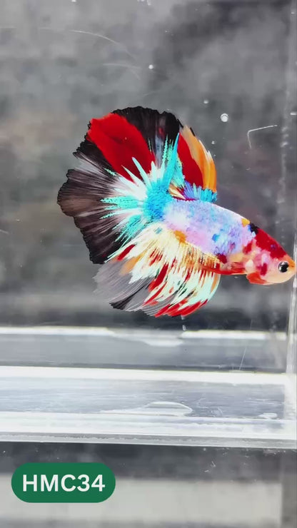 Multicolor Halfmoon Male Betta Fish | High Grade | Order Directly From Farm |  You Pick Fish |