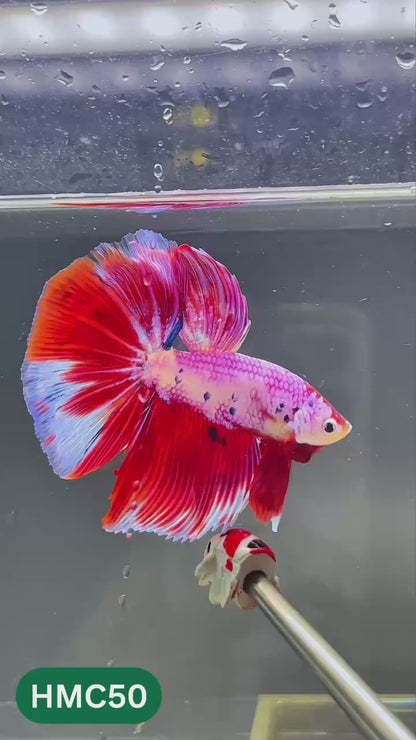 Multicolor Halfmoon Male Betta Fish | High Grade | Order Directly From Farm |  You Pick Fish |