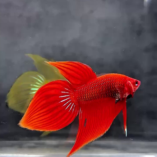 Red Spade Tail Wild Betta Splendens Male