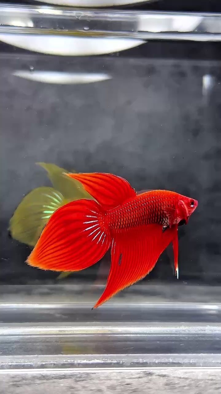 Red Spade Tail Wild Betta Splendens Male