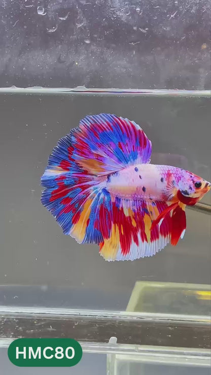 Multicolor Halfmoon Male Betta Fish | High Grade | Order Directly From Farm |  You Pick Fish |