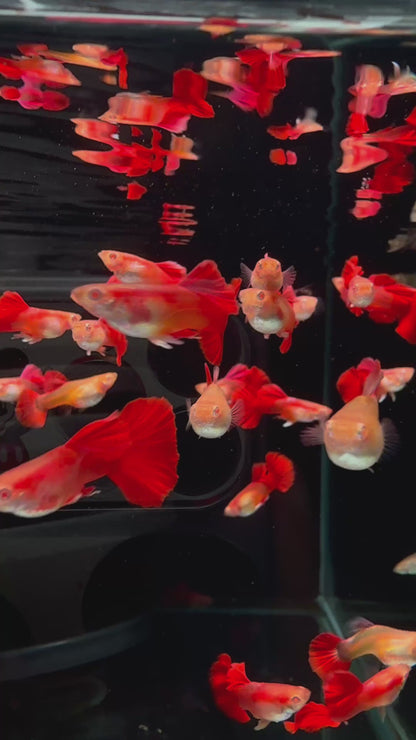 Albino Red Rose Guppy Fish