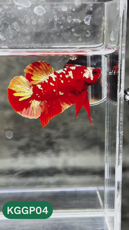 Golden Star Dust Galaxy Plakat Male Betta Fish | Super Rare | You Pick Fish