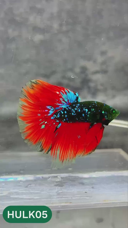 Black Hulk Halfmoon Male Betta Fish | You Pick Fish