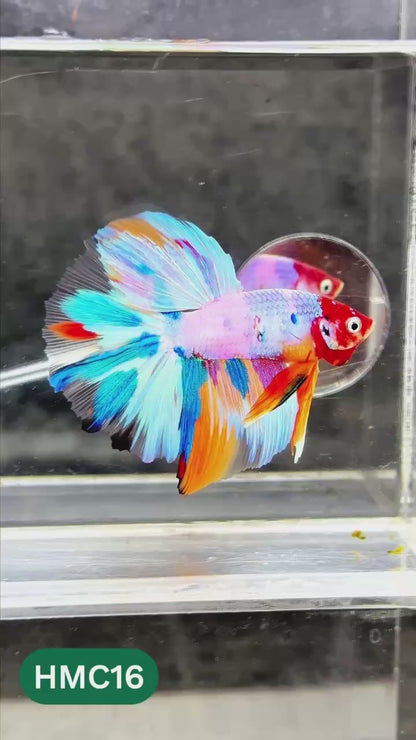 Multicolor Halfmoon Male Betta Fish | High Grade | Order Directly From Farm |  You Pick Fish |