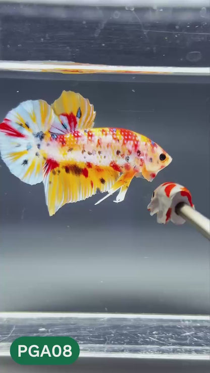 King Giant Plakat Male Betta Fish | You Pick Fish | High Grade