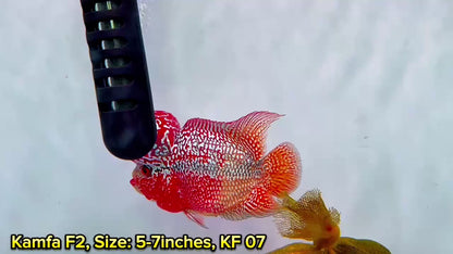 Golden Base Kamfa Flowerhorn Cichlid | You Pick Fish |