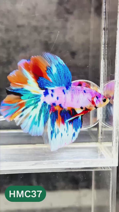 Multicolor Halfmoon Male Betta Fish | High Grade | Order Directly From Farm |  You Pick Fish |