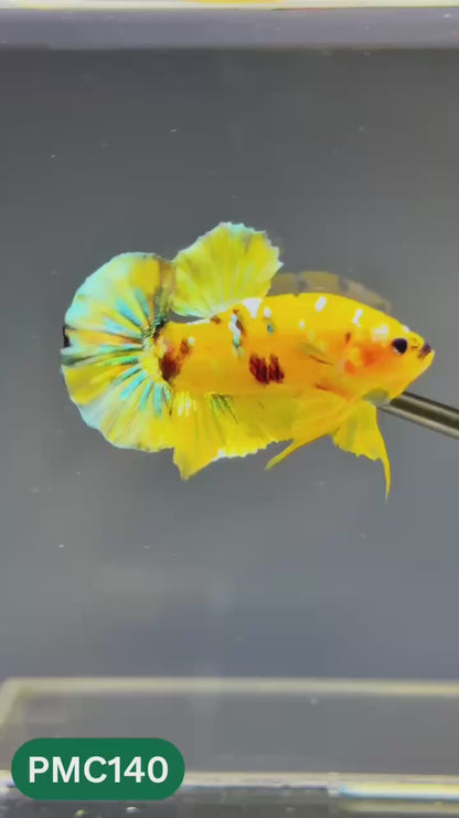 Multicolor Plakat Male Betta Fish |Show Grade|  You Pick Fish