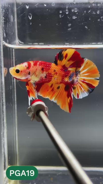 King Giant Plakat Male Betta Fish | You Pick Fish | High Grade