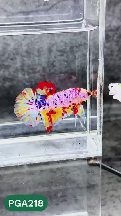 King Giant Plakat Male Betta Fish | You Pick Fish | High Grade