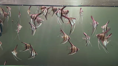 Manacapuru Angelfish