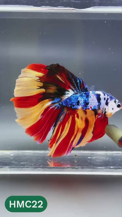 Multicolor Halfmoon Male Betta Fish | High Grade | Order Directly From Farm |  You Pick Fish