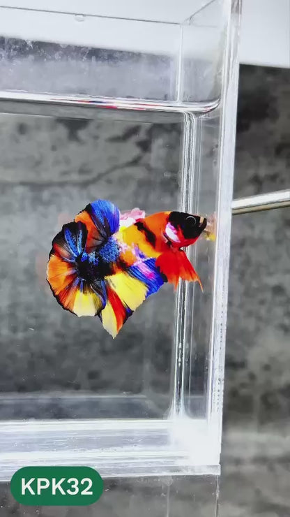 Multicolor Plakat Male Betta Fish |Show Grade|  You Pick Fish