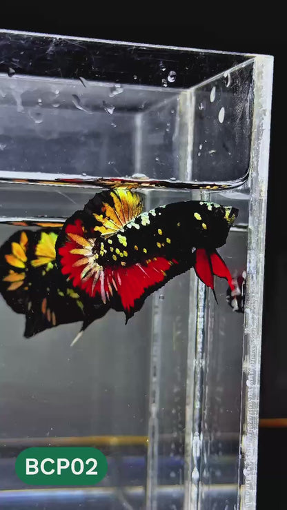 Black Panther Plakat Male Betta Fish | You Pick Fish | Rare Betta