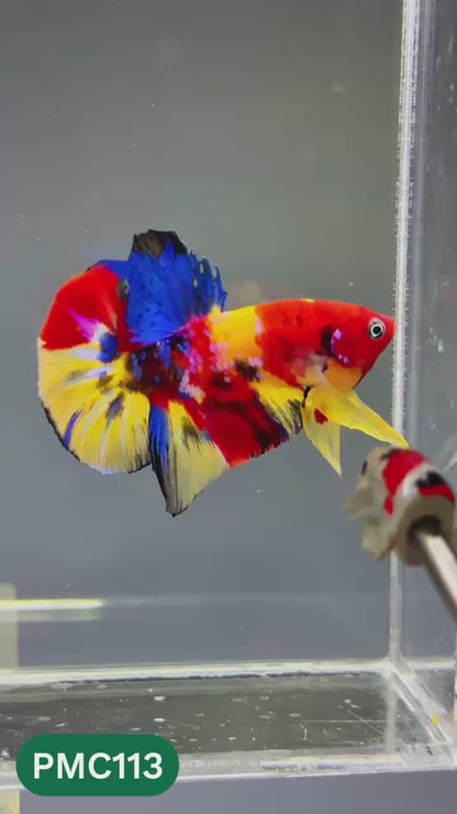 Multicolor Plakat Male Betta Fish |Show Grade|  You Pick Fish