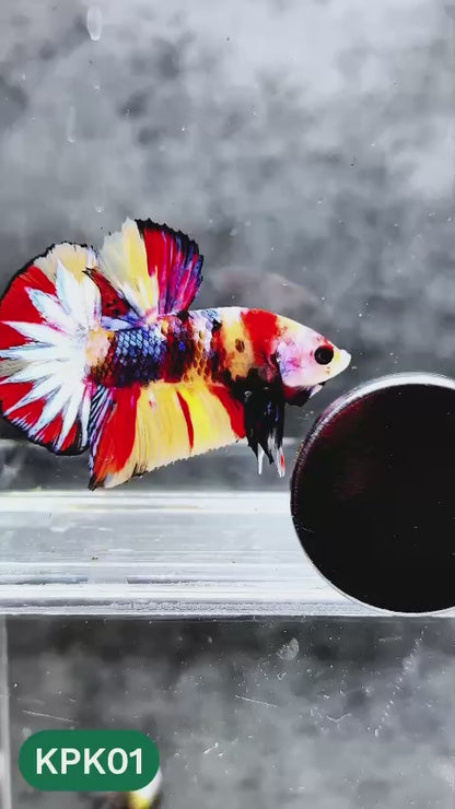 Multicolor Plakat Male Betta Fish |Show Grade|  You Pick Fish