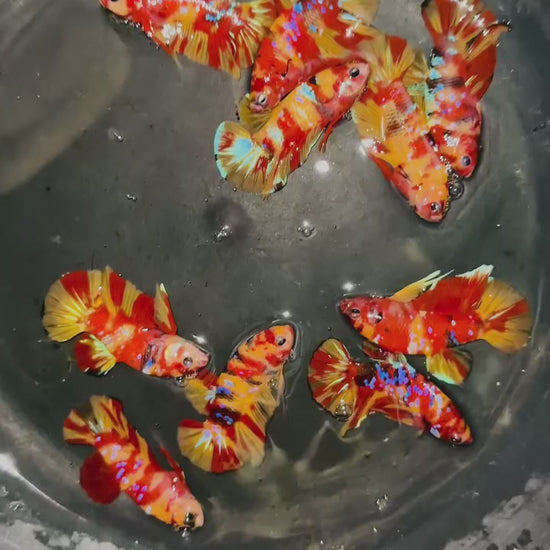 Nemo Galaxy Male Betta Fish High Grade | Buy 4 Get 1 Free | Mystery Betta