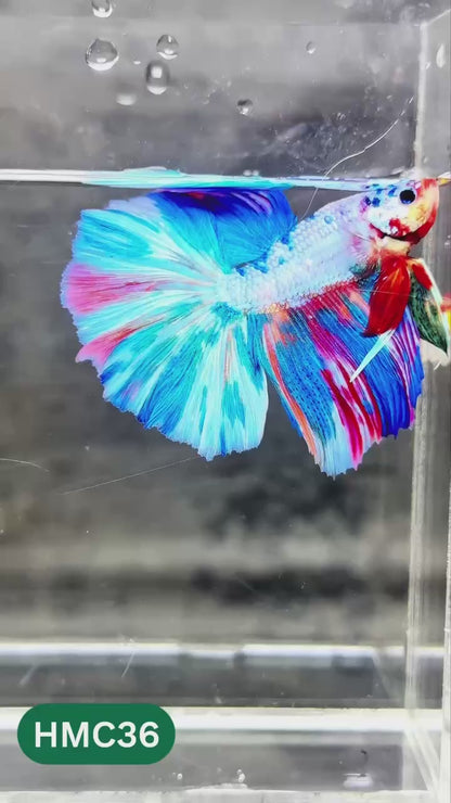 Multicolor Halfmoon Male Betta Fish | High Grade | Order Directly From Farm |  You Pick Fish |