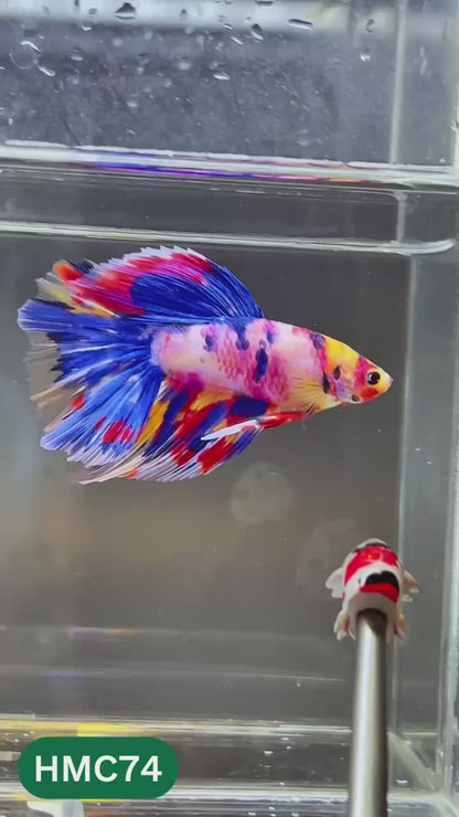 Multicolor Halfmoon Male Betta Fish | High Grade | Order Directly From Farm |  You Pick Fish |