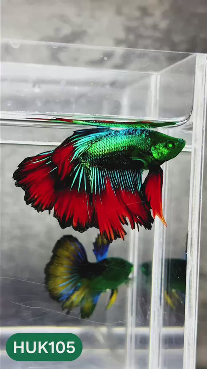 Black Hulk Halfmoon Male Betta Fish | You Pick Fish
