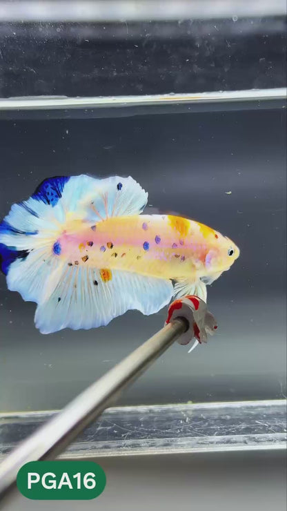 King Giant Plakat Male Betta Fish | You Pick Fish | High Grade