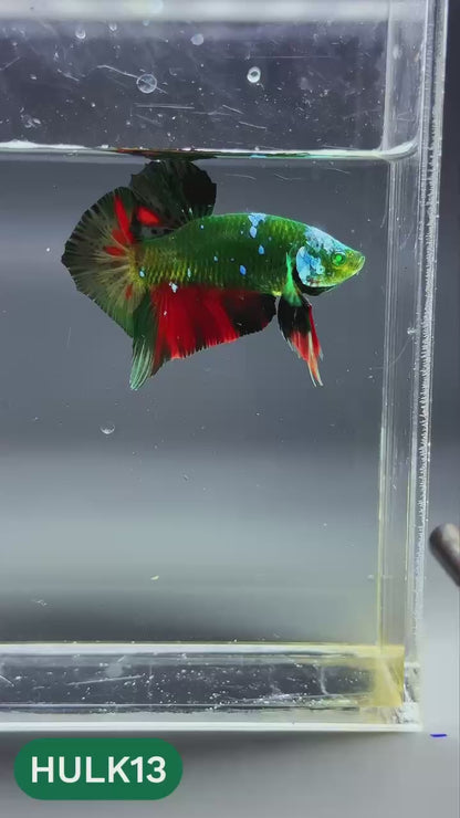 Galaxy Hulk Plakat Male Betta Fish | Exotic Grade | You Pick