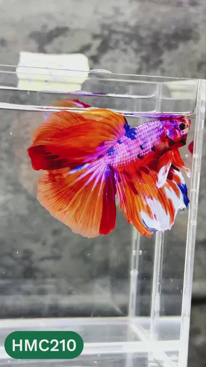 Multicolor Halfmoon Male Betta Fish | Order Directly From Farm | You Pick Fish