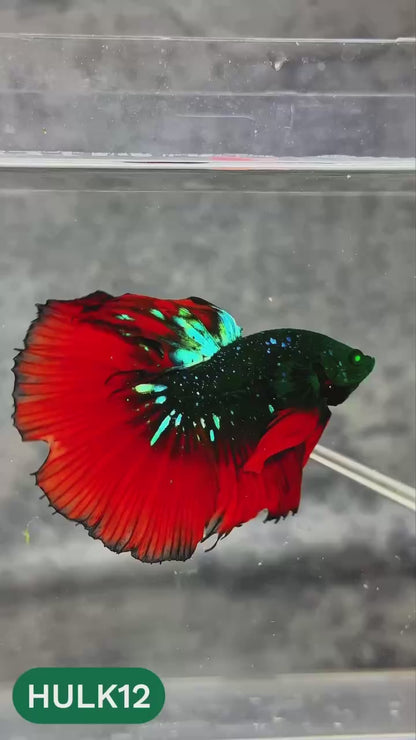 Black Hulk Halfmoon Male Betta Fish | You Pick Fish