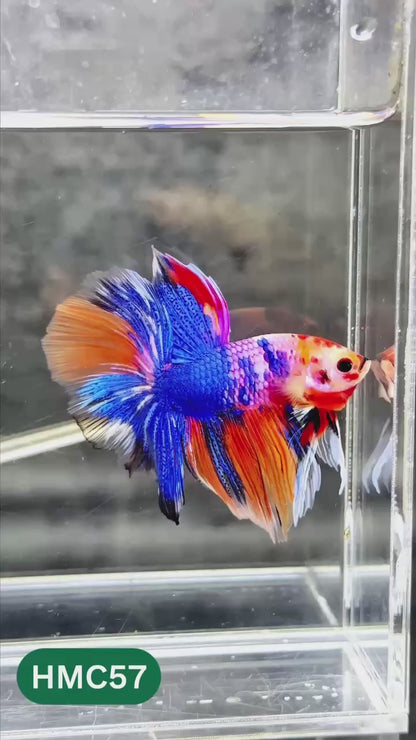 Multicolor Halfmoon Male Betta Fish | High Grade | Order Directly From Farm |  You Pick Fish |