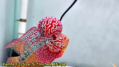 Golden Base Kamfa Flowerhorn Cichlid | You Pick Fish |
