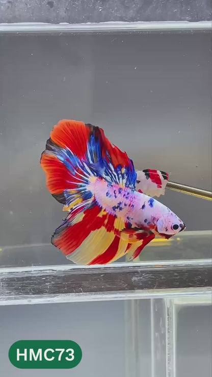 Multicolor Halfmoon Male Betta Fish | High Grade | Order Directly From Farm |  You Pick Fish |