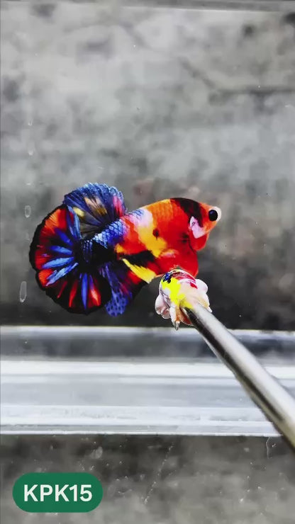 Multicolor Plakat Male Betta Fish |Show Grade|  You Pick Fish